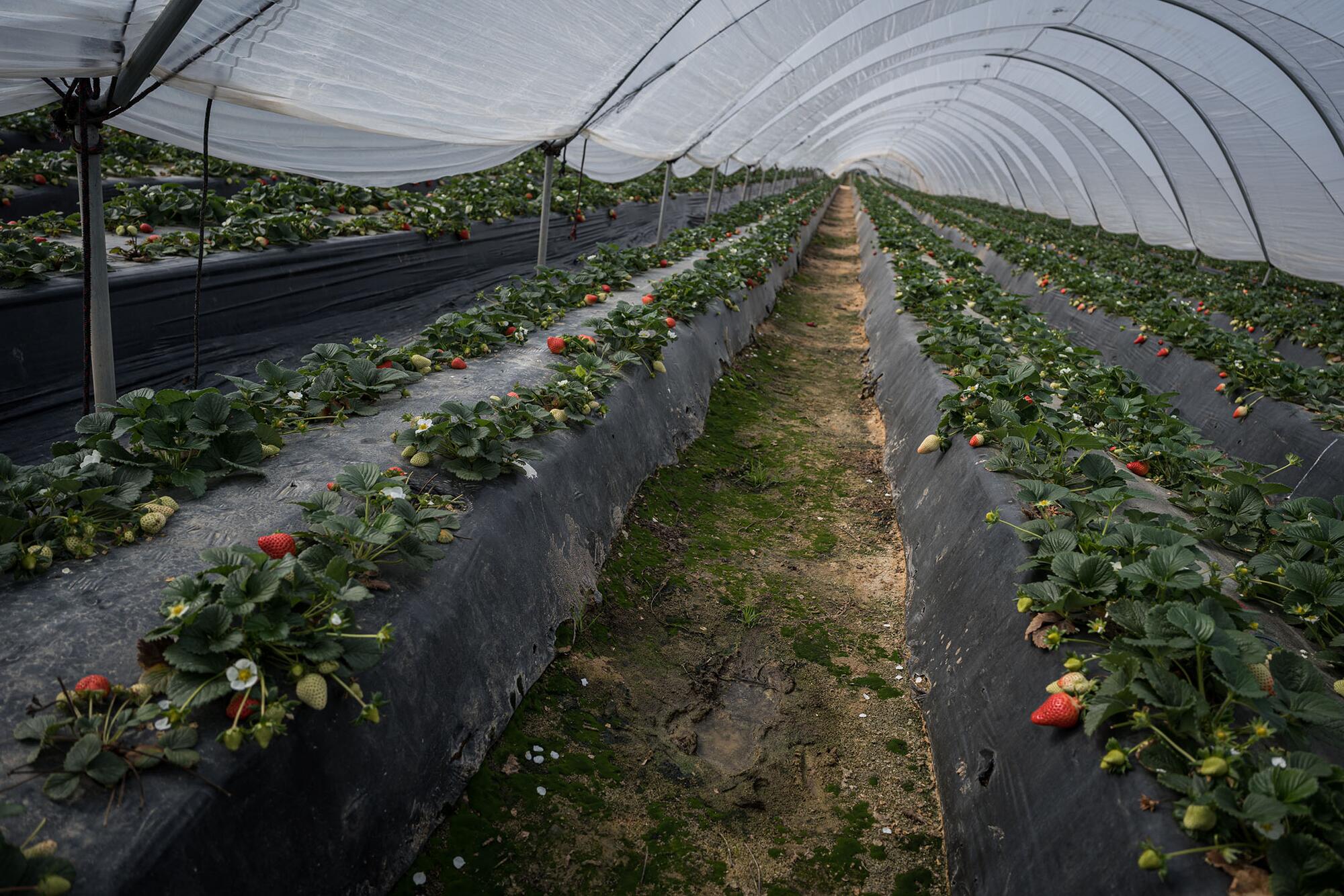 Red Natura 2000 Doñana - 3